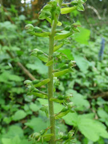 Listera ovata